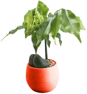 Mini Bonsai Bloempot Planter Vetplanten Bloempot Thuis Kantoor Tafelblad Ornament Rood