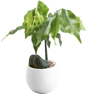 Mini Bonsai Bloempot Planter Vetplanten Bloempot Thuis Kantoor Tafelblad Ornament wit