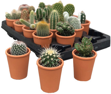 Mini Cactus in Terracotta (20-pack)