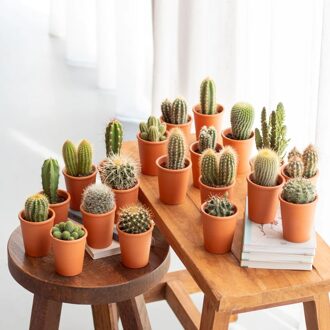 Mini Cactus mix - P6 (20 stuks)