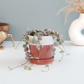 Mini Ceropegia Woodii Variegata - P6