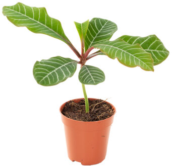 Mini Euphorbia Leuconeura - P 6 cm