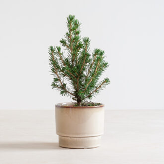 Mini kerstboompje - P 9 cm