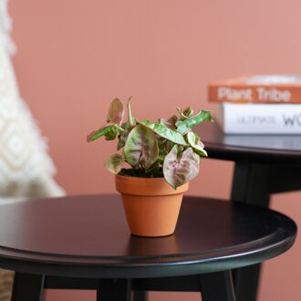 Mini Syngonium Neon Robusta - Aronskelk - P6