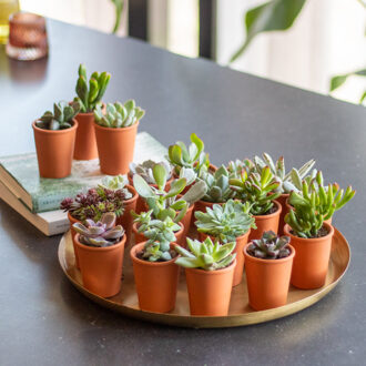 Mini Vetplantjesbox (20 stuks)