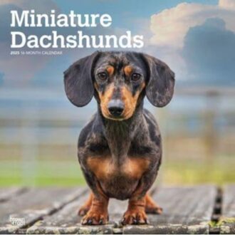 Miniature Dachshunds 2025 12 X 24 Inch Monthly Square Wall Calendar Plastic-Free - Browntrout