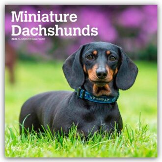 Miniature Dachshunds - Zwergdackel 2026 - 16-Monatskalender - Browntrout Wandkalender - Browntrout Publishers