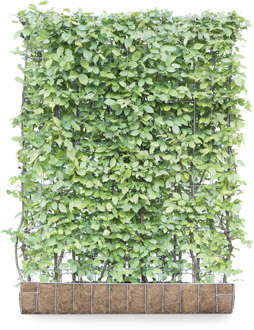 Mobilane Kant en klaar haag Carpinus Betulus Haagbeuk 120x155cm.