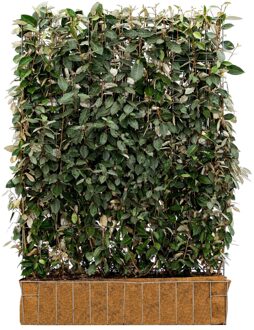 Mobilane Kant en klaar haag Elaeagnus Ebbingei 120x180cm.