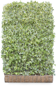 Mobilane Kant en klaar haag Hedera helix Goldchild 120x180cm.
