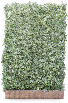 Mobilane Kant en klaar haag Hedera helix White Ripple 120x180cm.