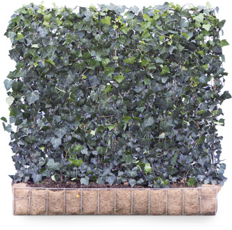 Mobilane Kant en klaar haag Hedera helix Woerner 120x100cm.