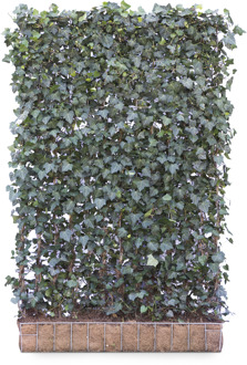 Mobilane Kant en klaar haag Hedera helix Woerner 120x180cm.