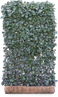 Mobilane Kant en klaar haag Hedera helix Woerner 120x200cm.