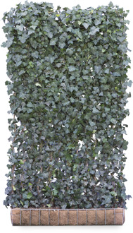 Mobilane Kant en klaar haag Hedera helix Woerner 120x220cm.