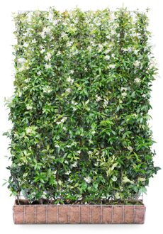 Mobilane Kant en klaar haag Trachelospermum Jasminoides 120x180cm.