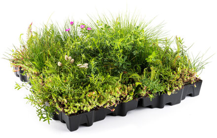 Mobilane Mobiroof ECO Sedum & wildflower cassette per stuk (0,25m2)
