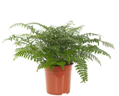 Moedervaren (Asplenium Parvati) P 24 cm