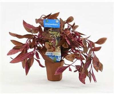 Moerings waterplanten Alternanthera reineckii sessilis - 10 stuks - aquarium plant