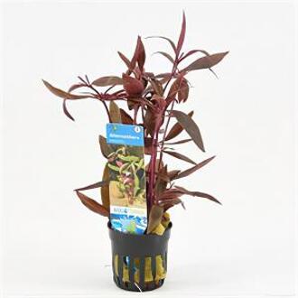 Moerings waterplanten Alternanthera reineckii sessilis - 6 stuks - aquarium plant