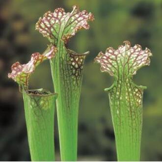 Moerings waterplanten Amerikaanse bekerplant (Sarracenia farnhamii) moerasplant (6-stuks)