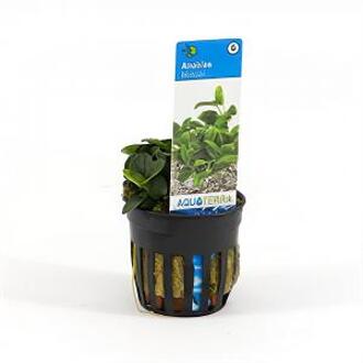 Moerings waterplanten Anubias barteri bonsai - 6 stuks - aquarium plant
