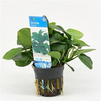 Moerings waterplanten Anubias barteri nana - 6 stuks - aquarium plant
