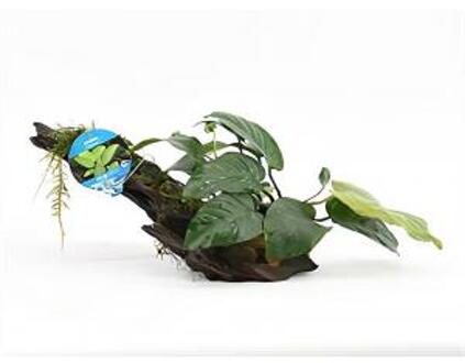 Moerings waterplanten Anubias barteri - op drijfhout - aquarium plant