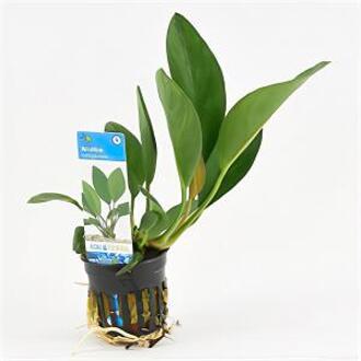 Moerings waterplanten Anubias congensis - 6 stuks - aquarium plant