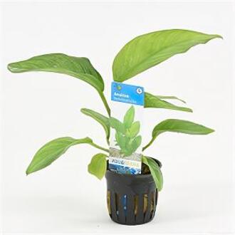 Moerings waterplanten Anubias heterophylla - 6 stuks - aquarium plant