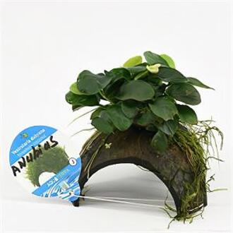 Moerings waterplanten Anubias nana - op 3-gaten kokosnoot - 3 stuks - aquarium plant