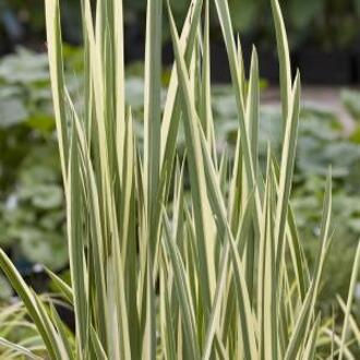 Moerings waterplanten Aqua Set Acorus Calamus Variegatus - Kalmoes - (Oeverplanten, Vijvermandje, Klei, Grind & Voeding)