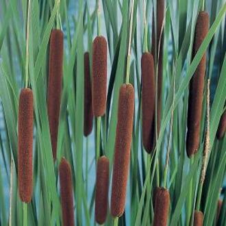 Moerings waterplanten Aqua Set - Typha Latifolia - Grote Lisdodde