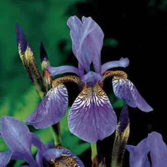 Moerings waterplanten Baardloze Iris Iris Siberica Blue - 4 stuks + Aqua Set - Winterharde Vijverplanten - Van der Velde Waterplanten