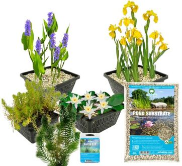 Moerings waterplanten Baardloze Iris Iris Siberica Blue - 4 stuks + Aqua Set - Winterharde Vijverplanten - Van der Velde Waterplanten