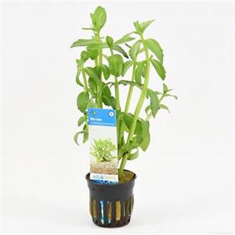 Moerings waterplanten Bacopa madagascariensis - 6 stuks - aquarium plant
