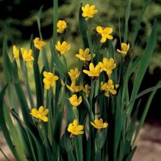 Moerings waterplanten Bieslelie (Sisyrinchium Californicum) moerasplant (6-stuks)