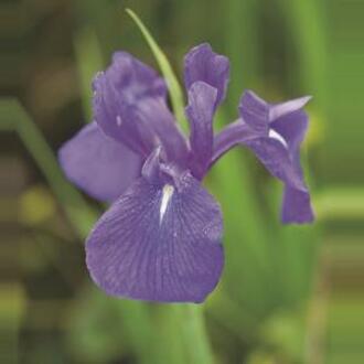 Moerings waterplanten Blauwe Japanse iris (Iris Laevigata “Blue”) moerasplant (6-stuks)