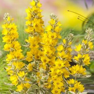 Moerings waterplanten Bont moeras (Lysimachia “variegata”) moerasplant (6-stuks)