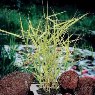 Moerings waterplanten Bont riet (Phragmites Australis “variegata”) moerasplant (6-stuks)