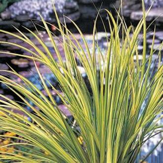 Moerings waterplanten Bonte dwergkalmoes (Acorus gramineus “Ogon”) moerasplant (6-stuks)