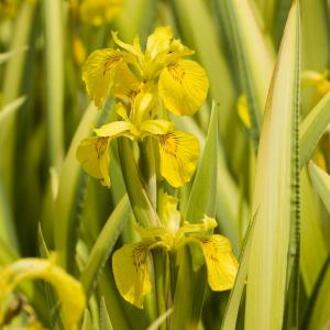 Moerings waterplanten Bonte gele iris (Iris pseudacorus “variegata”) moerasplant (6-stuks)
