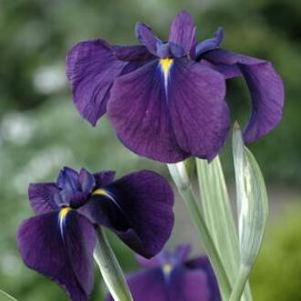 Moerings waterplanten Bonte Japanse iris (Iris ensata “Variegata”) moerasplant (6-stuks)