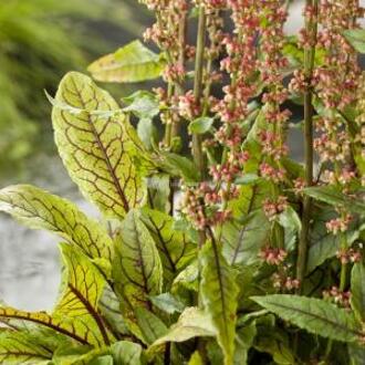 Moerings waterplanten Bonte waterzuring (Rumex sanguinea) moerasplant (6-stuks)