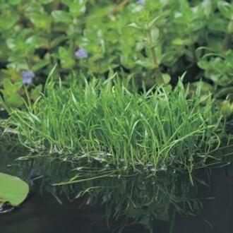 Moerings waterplanten Braziliaanse grasplant (Lilaeopsis Brasiliensis) zuurstofplant (10-stuks)