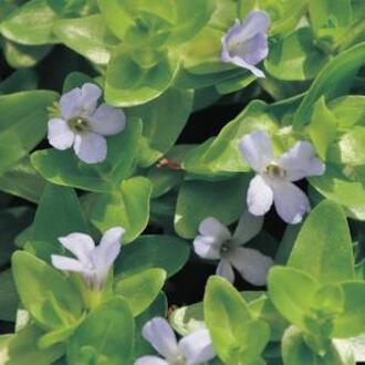 Moerings waterplanten Brede bacopa (Bacopa caroliniana) zuurstofplant (10-stuks)