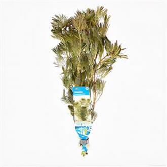 Moerings waterplanten Cabomba piauhyensis - 10 stuks - aquarium plant