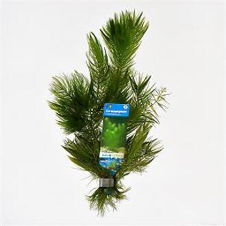 Moerings waterplanten Ceratophyllum demersum - 10 stuks - aquarium plant