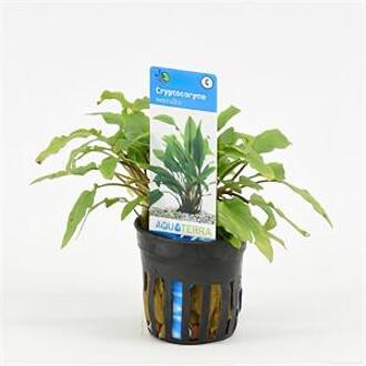 Moerings waterplanten Cryptocoryne wendtii - 6 stuks - aquarium plant