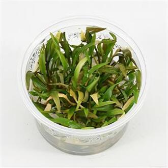 Moerings waterplanten Cryptocoryne willisii - 3 stuks - aquarium plant